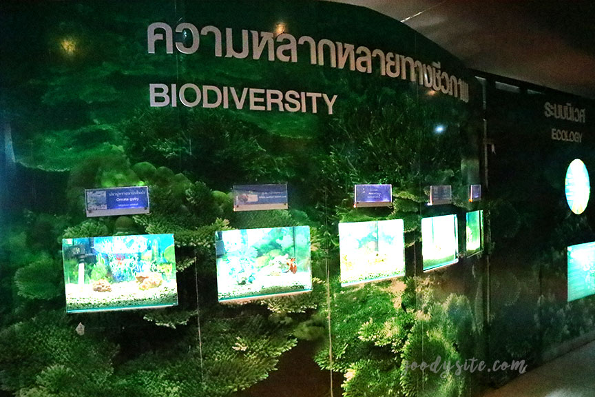 ภูเก็ต 6 สถานแสดงพันธุ์สัตว์น้ำภูเก็ต Phuket Aquarium