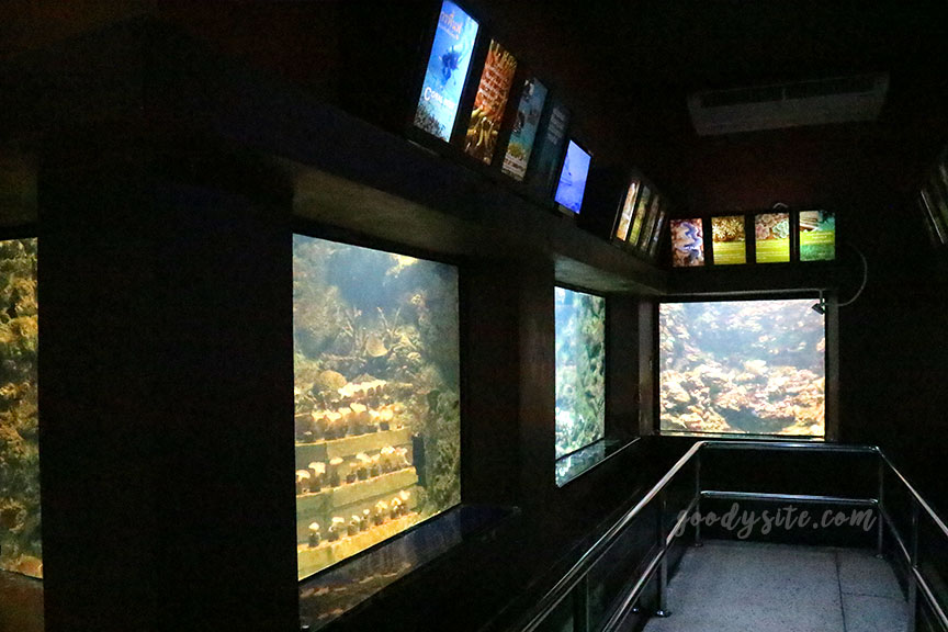 ภูเก็ต 6 สถานแสดงพันธุ์สัตว์น้ำภูเก็ต Phuket Aquarium