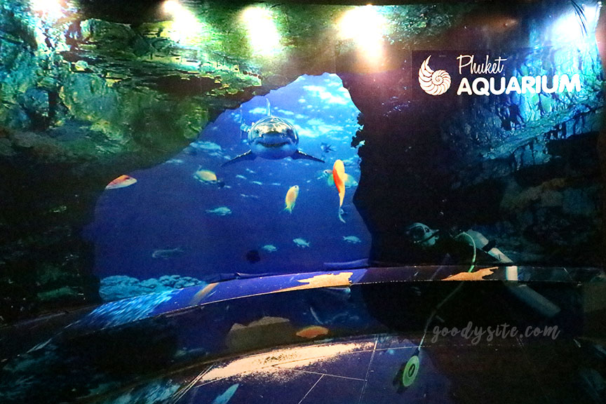 ภูเก็ต 6 สถานแสดงพันธุ์สัตว์น้ำภูเก็ต Phuket Aquarium