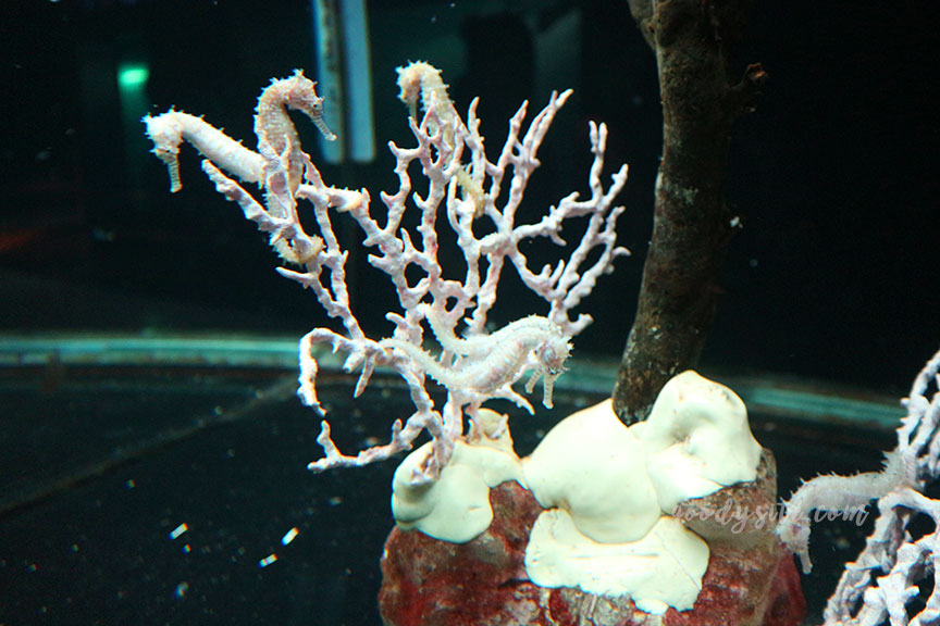 ภูเก็ต 6 สถานแสดงพันธุ์สัตว์น้ำภูเก็ต Phuket Aquarium