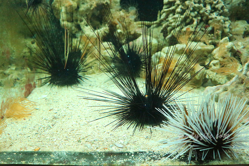 ภูเก็ต 6 สถานแสดงพันธุ์สัตว์น้ำภูเก็ต Phuket Aquarium