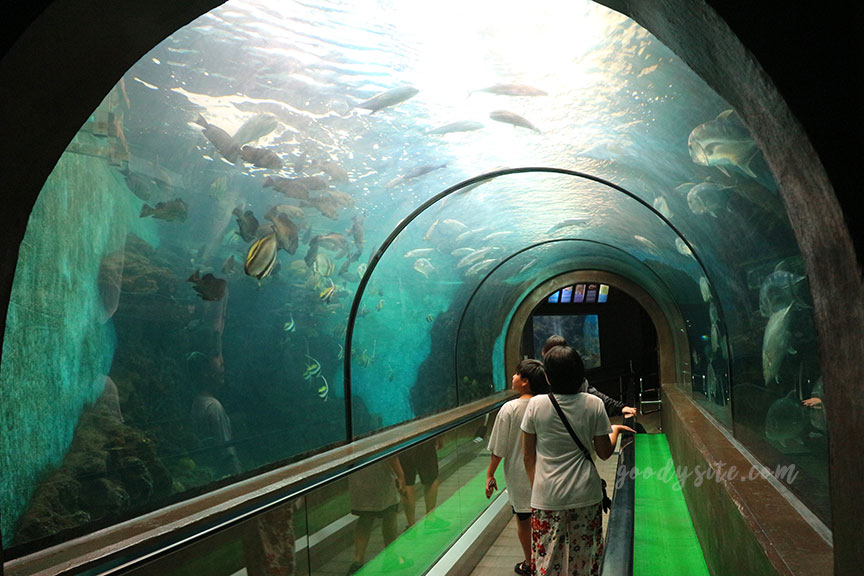 ภูเก็ต 6 สถานแสดงพันธุ์สัตว์น้ำภูเก็ต Phuket Aquarium