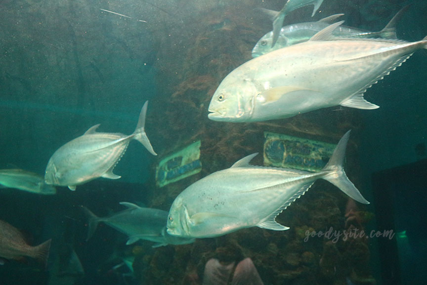 ภูเก็ต 6 สถานแสดงพันธุ์สัตว์น้ำภูเก็ต Phuket Aquarium