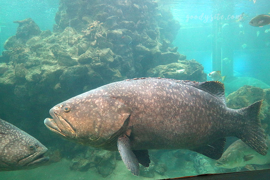 ภูเก็ต 6 สถานแสดงพันธุ์สัตว์น้ำภูเก็ต Phuket Aquarium