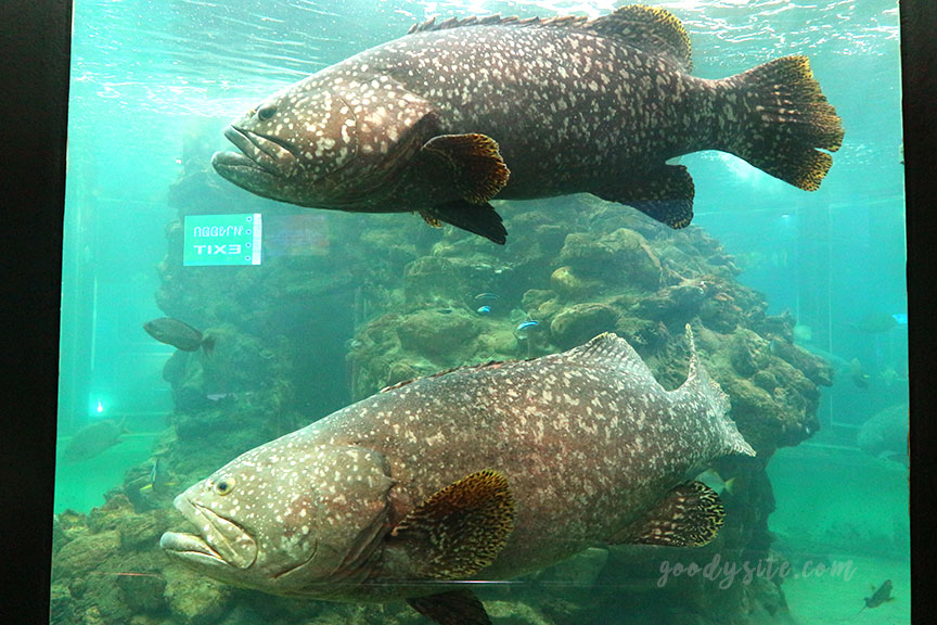 ภูเก็ต 6 สถานแสดงพันธุ์สัตว์น้ำภูเก็ต Phuket Aquarium