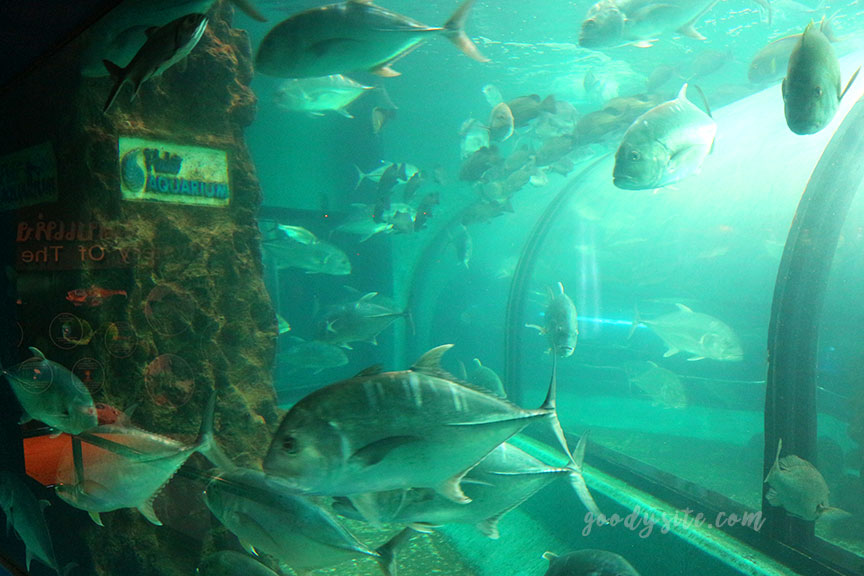ภูเก็ต 6 สถานแสดงพันธุ์สัตว์น้ำภูเก็ต Phuket Aquarium