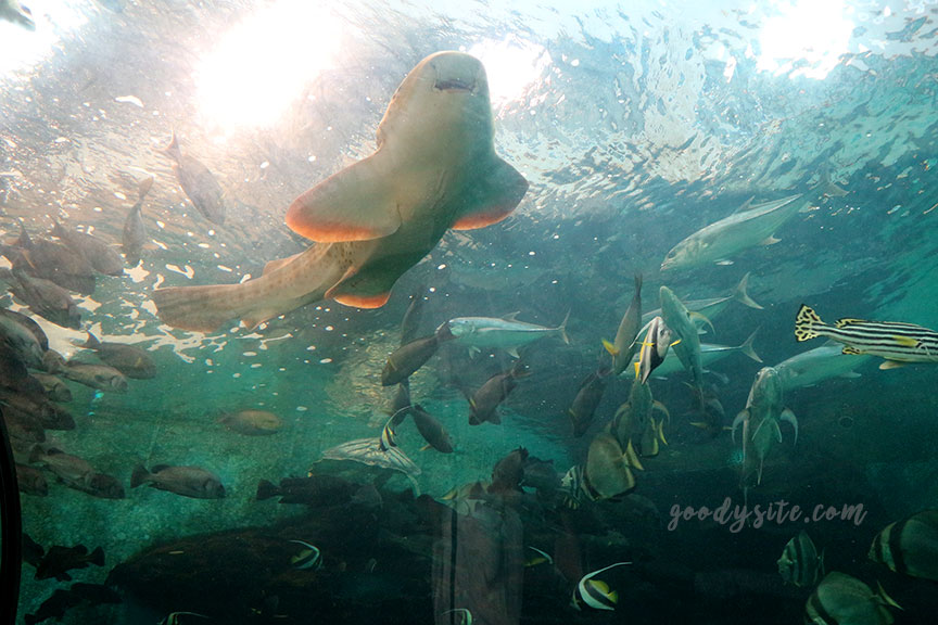 ภูเก็ต 6 สถานแสดงพันธุ์สัตว์น้ำภูเก็ต Phuket Aquarium
