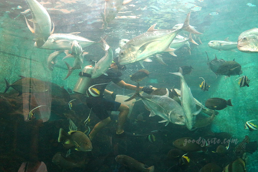 ภูเก็ต 6 สถานแสดงพันธุ์สัตว์น้ำภูเก็ต Phuket Aquarium