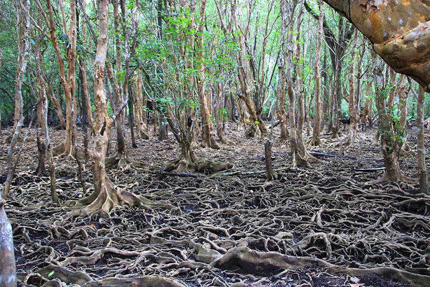 ตราด 5 บ้านท่าระแนะ กับลานตะบูน