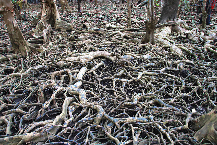 ตราด 5 บ้านท่าระแนะ กับลานตะบูน