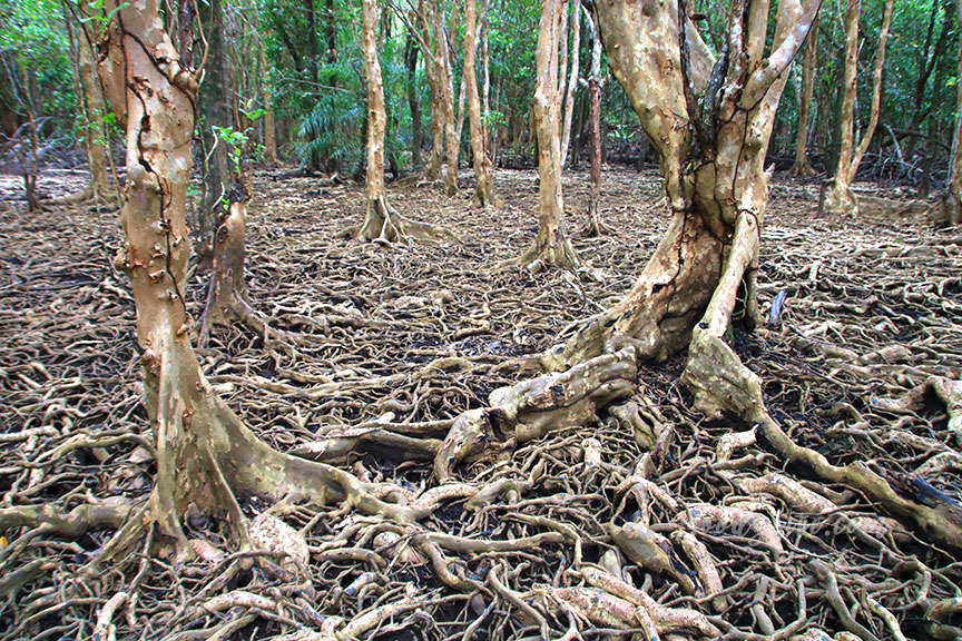 ตราด 5 บ้านท่าระแนะ กับลานตะบูน