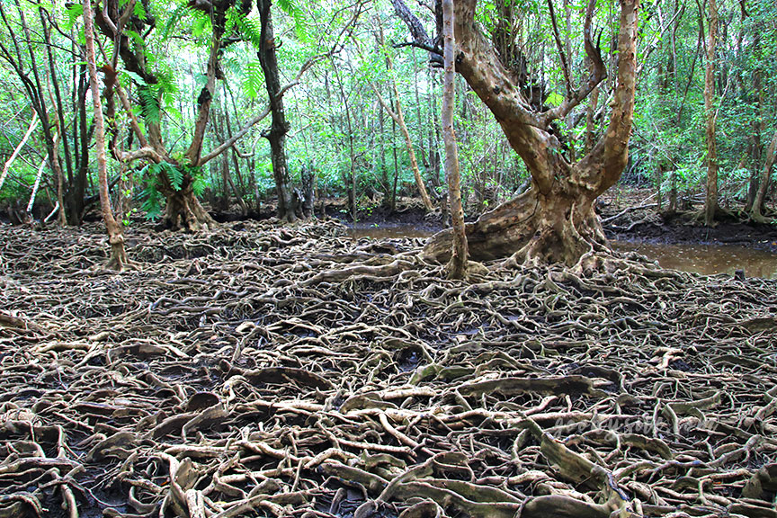ตราด 5 บ้านท่าระแนะ กับลานตะบูน