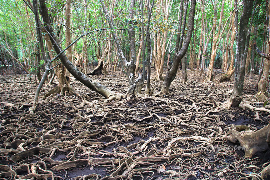 ตราด 5 บ้านท่าระแนะ กับลานตะบูน