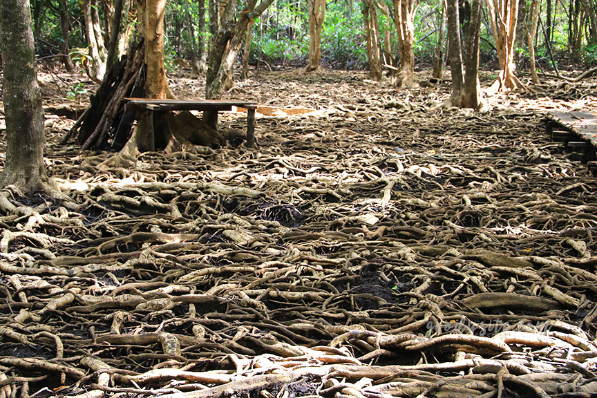 ตราด 5 บ้านท่าระแนะ กับลานตะบูน