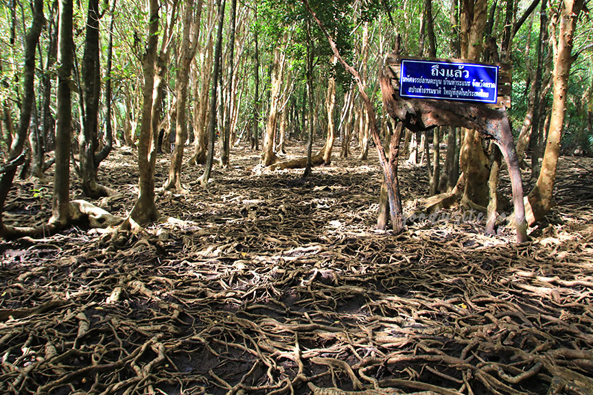 ตราด 5 บ้านท่าระแนะ กับลานตะบูน