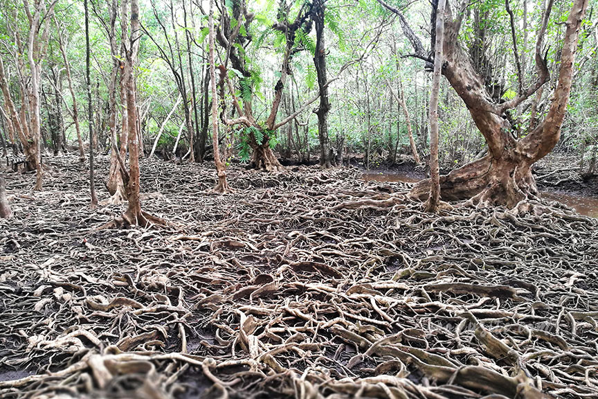 ตราด 5 บ้านท่าระแนะ กับลานตะบูน
