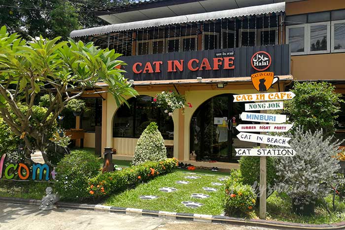 ไปเที่ยว Cat in Cafe