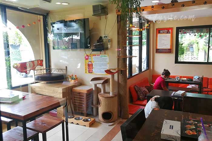 ไปเที่ยว Cat in Cafe