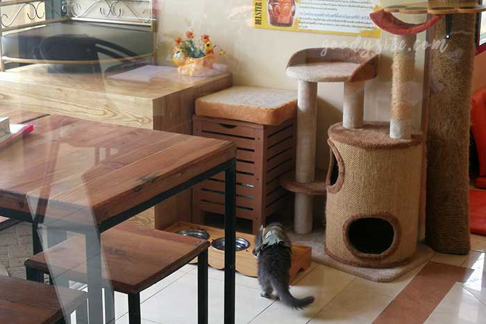 ไปเที่ยว Cat in Cafe