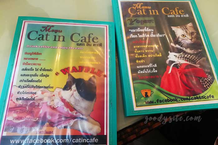 ไปเที่ยว Cat in Cafe