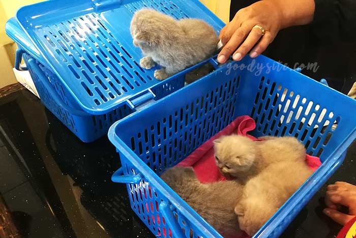 ไปเที่ยว Cat in Cafe