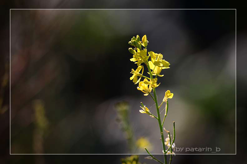 ภูทับเบิก 4 - พรรณไม้งามบนเขาสูง