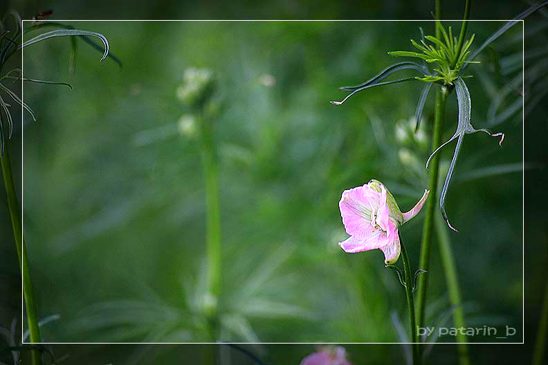 ภูทับเบิก 4 - พรรณไม้งามบนเขาสูง