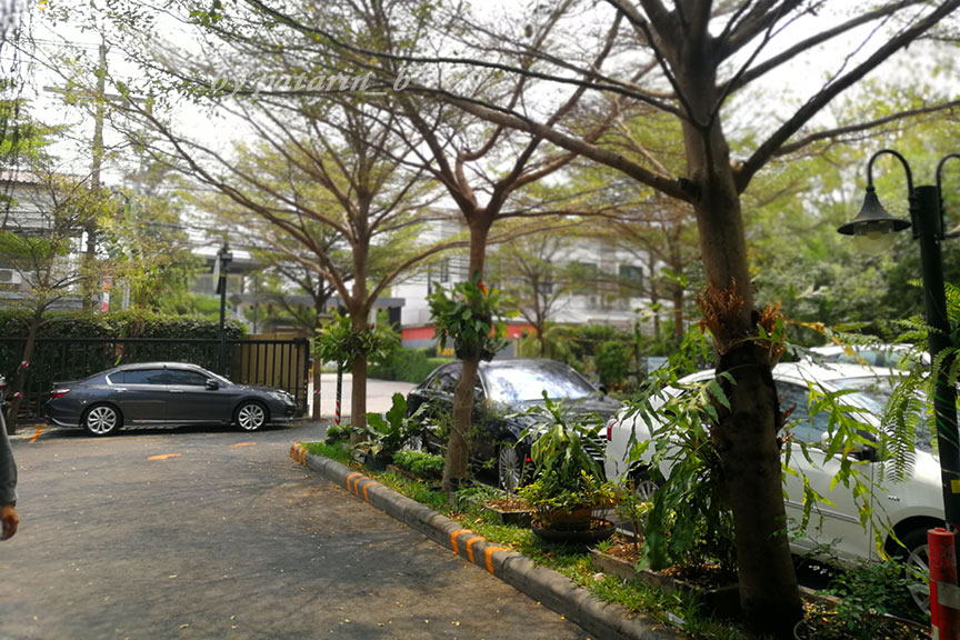 ร้านอาหาร Pata Plantation นนทบุรี