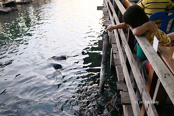 เรือนแพ ฟิชชิ่ง ปาร์ค