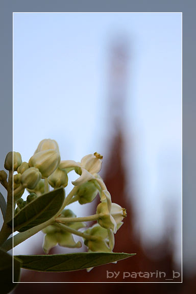 ปราสาทสัจธรรม - Sanctuary of Truth