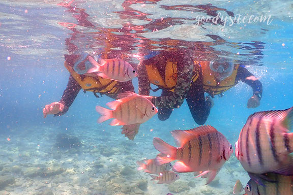 สัตหีบ 5 Snorkel - Under the Sea