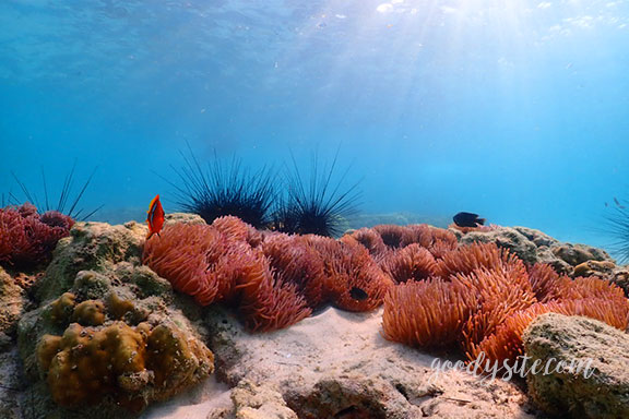 สัตหีบ 5 Snorkel - Under the Sea
