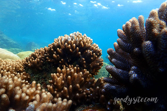 สัตหีบ 5 Snorkel - Under the Sea