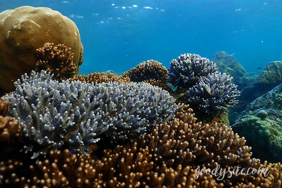 สัตหีบ 5 Snorkel - Under the Sea