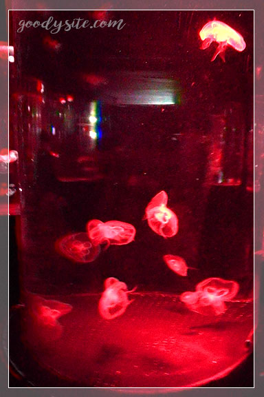 ชลบุรี 4 - Under Water World, Pattaya (อันเดอร์วอเตอร์เวิลด์ พัทยา)